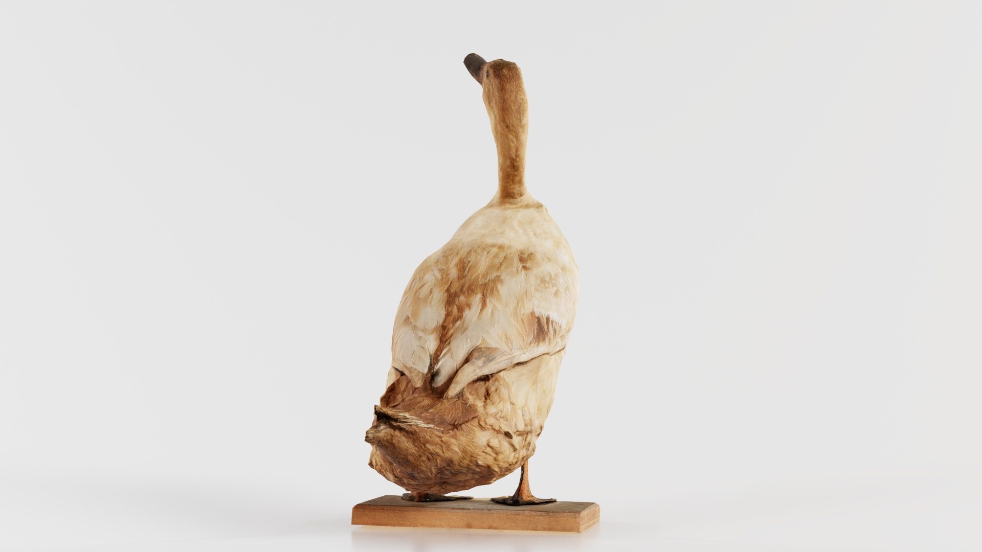 Duck Remastered 3D model https://p.turbosquid.com/ts-thumb/nM/74QJgF/Z7/duck_07/jpg/1740064177/1920x1080/fit_q87/94314468e5a71ee9f5634e8c1d17d91788c0b966/duck_07.jpg