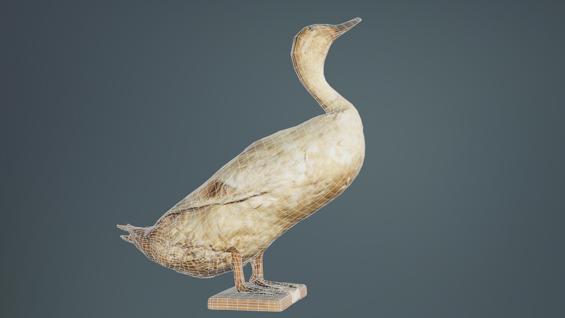 Duck Remastered 3D model https://p.turbosquid.com/ts-thumb/nM/74QJgF/cg/duck_10/jpg/1740064185/1920x1080/fit_q87/63ef30cc1f40247d051c1e35baea76efa05a9555/duck_10.jpg