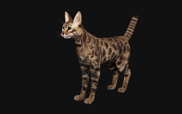 ベンガル猫3dモデル Turbosquid