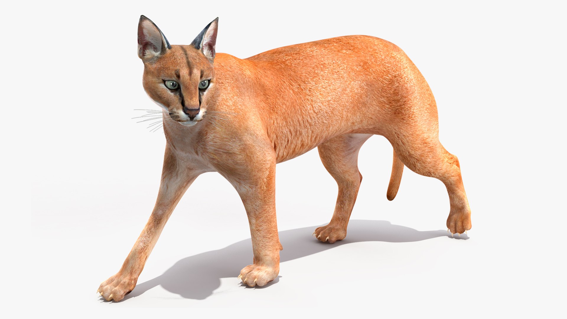 3D Caracal Rigged for Cinema 4D https://p.turbosquid.com/ts-thumb/nM/Cp8iX3/9O/caracalriggedforcinema4d3dsmodel049/jpg/1712861891/1920x1080/fit_q87/41148961fa7d9025397fb1d8dbdaa033fc6e4524/caracalriggedforcinema4d3dsmodel049.jpg