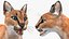 3D Caracal Rigged for Cinema 4D