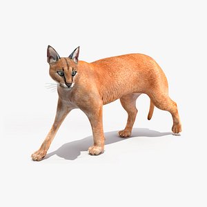 3D Caracal Rigged for Cinema 4D