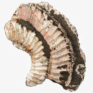 Pyritized ammonite with mother-of-pearl 3D