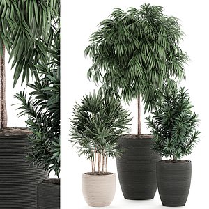 decorative plants black model
