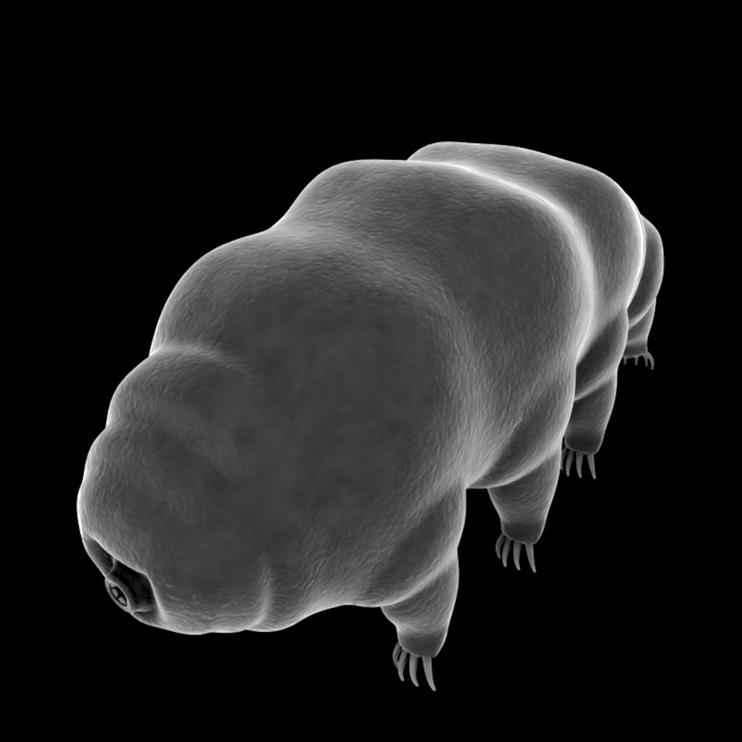 Tardigrade Water Bear 3d Model