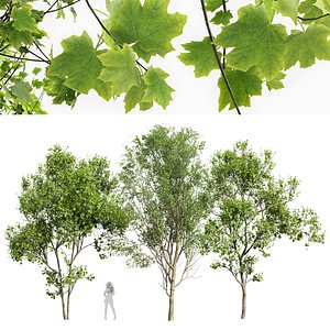 3D Carpinus Betulus Broadleaf and Carpinus Betulus Bush  Carpinus Betulus-3 trees