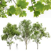 Carpinus Betulus Broadleaf and Carpinus Betulus Bush  Carpinus Betulus-3 trees