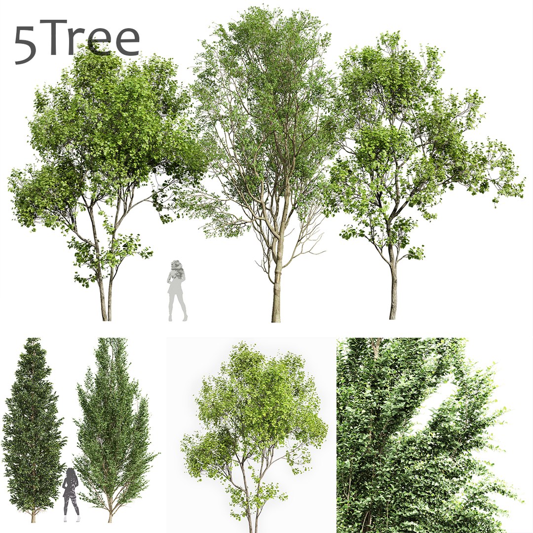 3D Carpinus Betulus Broadleaf And Carpinus Betulus Bush Carpinus ...