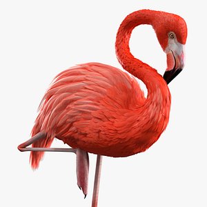 Pink Flamingo Bird in One Leg Pose