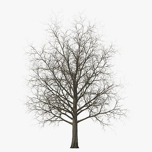 Red Maple Tree Winter