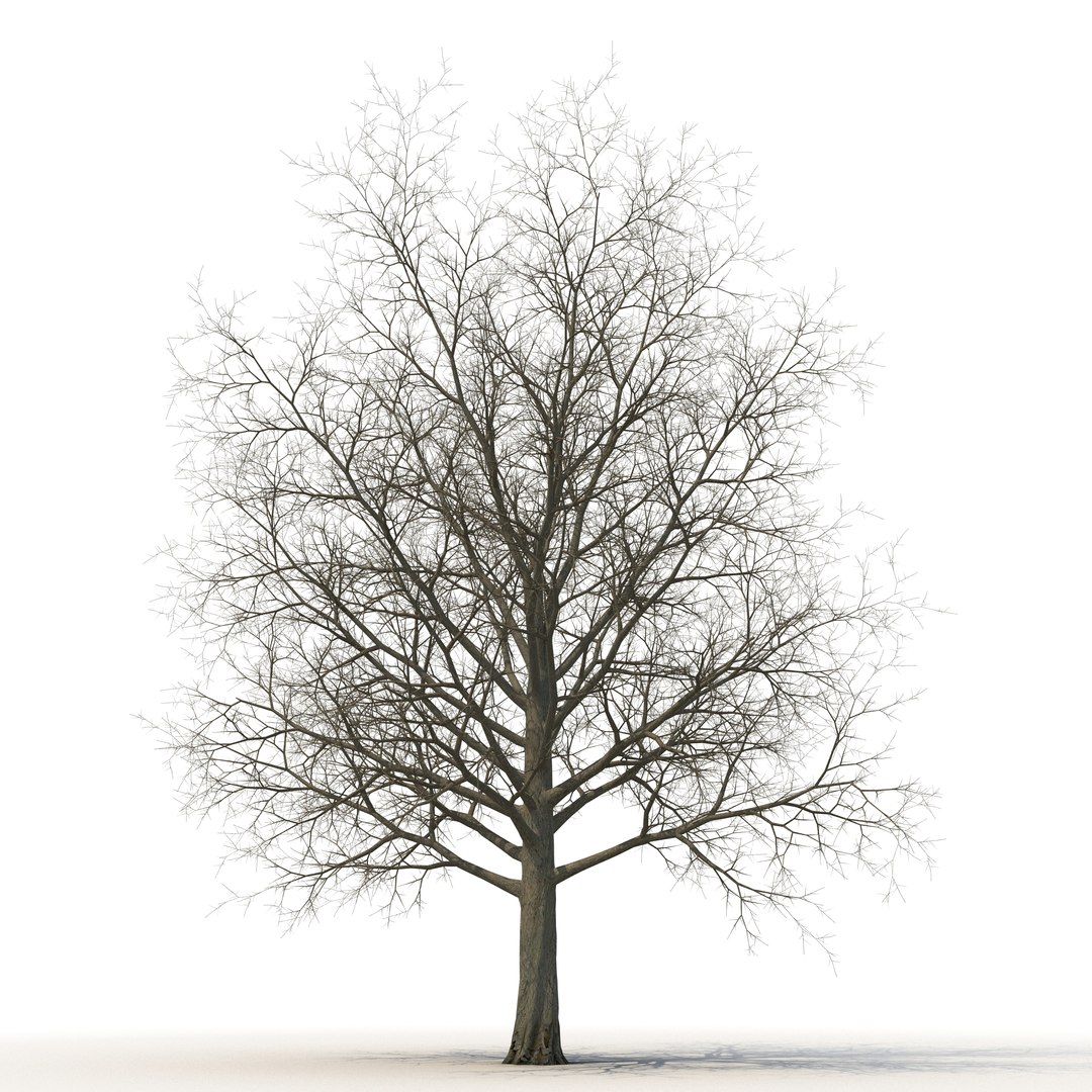 Red Maple Tree Winter 3D model preview