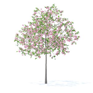 3D model plum tree 3 2m