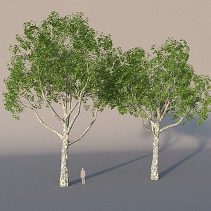 XfrogPlants American Sycamore - Platanus Occidentalis
