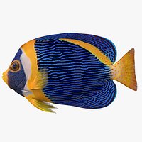 scribbled angelfish