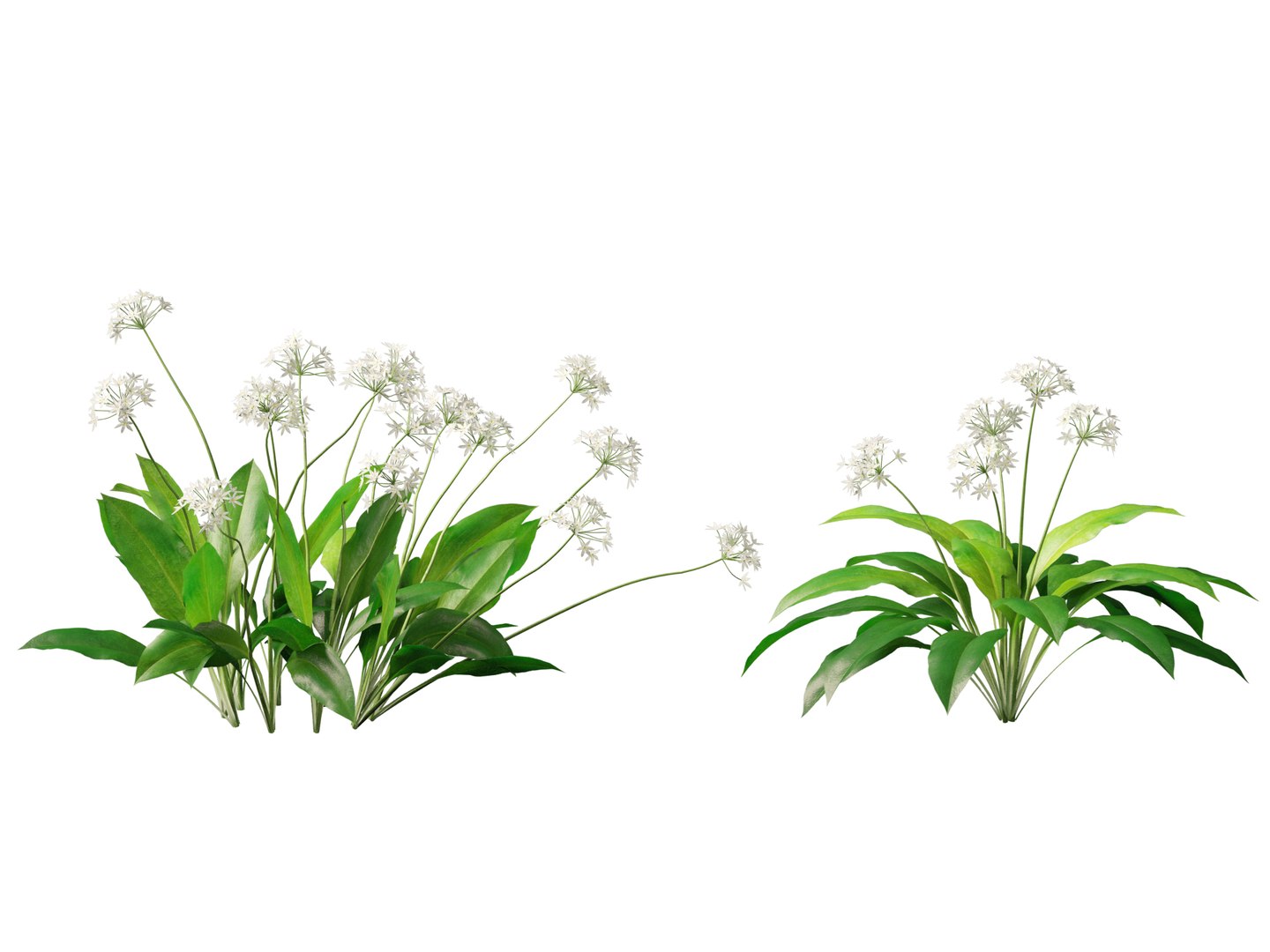 3D HighpolyLow Poly Allium ursinum - Wild garlic https://p.turbosquid.com/ts-thumb/nN/3wVcLG/5o/alliumursinum015/jpg/1746527503/1920x1080/fit_q87/34549d185a37fcb4a0eecb17b0e3b16576eebf96/alliumursinum015.jpg