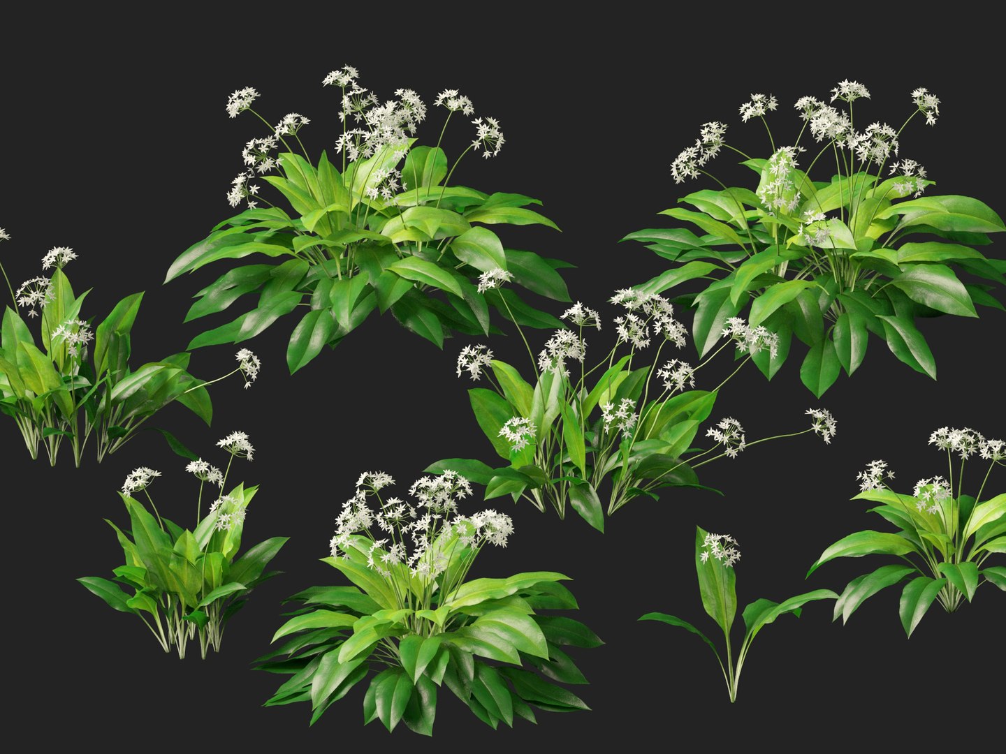 3D HighpolyLow Poly Allium ursinum - Wild garlic https://p.turbosquid.com/ts-thumb/nN/3wVcLG/Cc/alliumursinum0110/jpg/1746527509/1920x1080/fit_q87/a9253c68e1631801e4ed98d93b4fd57c6095a19b/alliumursinum0110.jpg