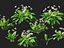 HighpolyLow Poly Allium ursinum - Aglio selvatico