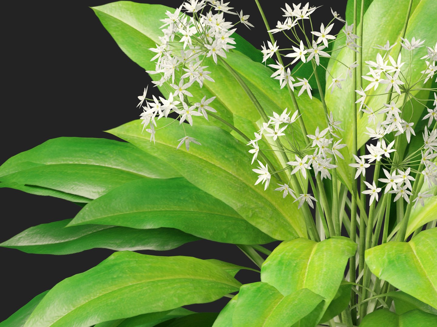 3D HighpolyLow Poly Allium ursinum - Wild garlic https://p.turbosquid.com/ts-thumb/nN/3wVcLG/FI/alliumursinum0112/jpg/1746527511/1920x1080/fit_q87/6421af2298656afa834ea94104cc09e496857e31/alliumursinum0112.jpg