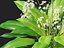 HighpolyLow Poly Allium ursinum - Aglio selvatico