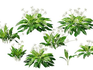 3D HighpolyLow Poly Allium ursinum - Wild garlic