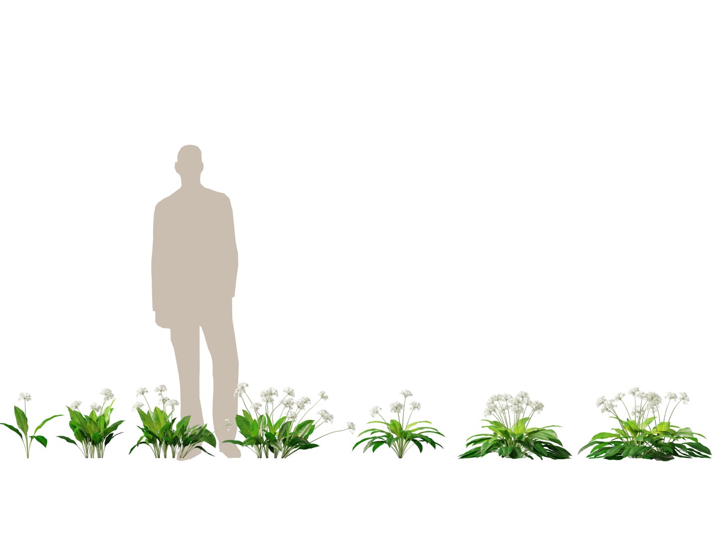 3D HighpolyLow Poly Allium ursinum - Wild garlic https://p.turbosquid.com/ts-thumb/nN/3wVcLG/LE/alliumursinum011/jpg/1746527499/1920x1080/fit_q87/aa2a78ee3fed59082ef845ce3513f5facf3fbd00/alliumursinum011.jpg