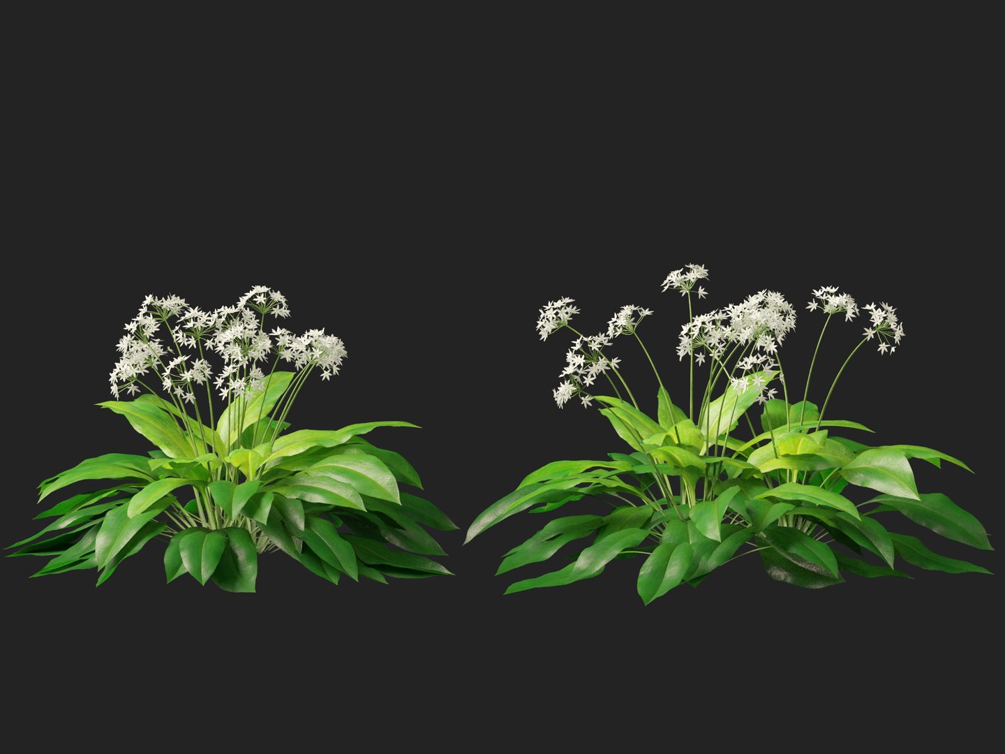 3D HighpolyLow Poly Allium ursinum - Wild garlic https://p.turbosquid.com/ts-thumb/nN/3wVcLG/ST/alliumursinum018/jpg/1746527506/1920x1080/fit_q87/49b9dff8c9b97eb2384699fe76ccb0b8afff6453/alliumursinum018.jpg