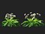 HighpolyLow Poly Allium ursinum - Aglio selvatico