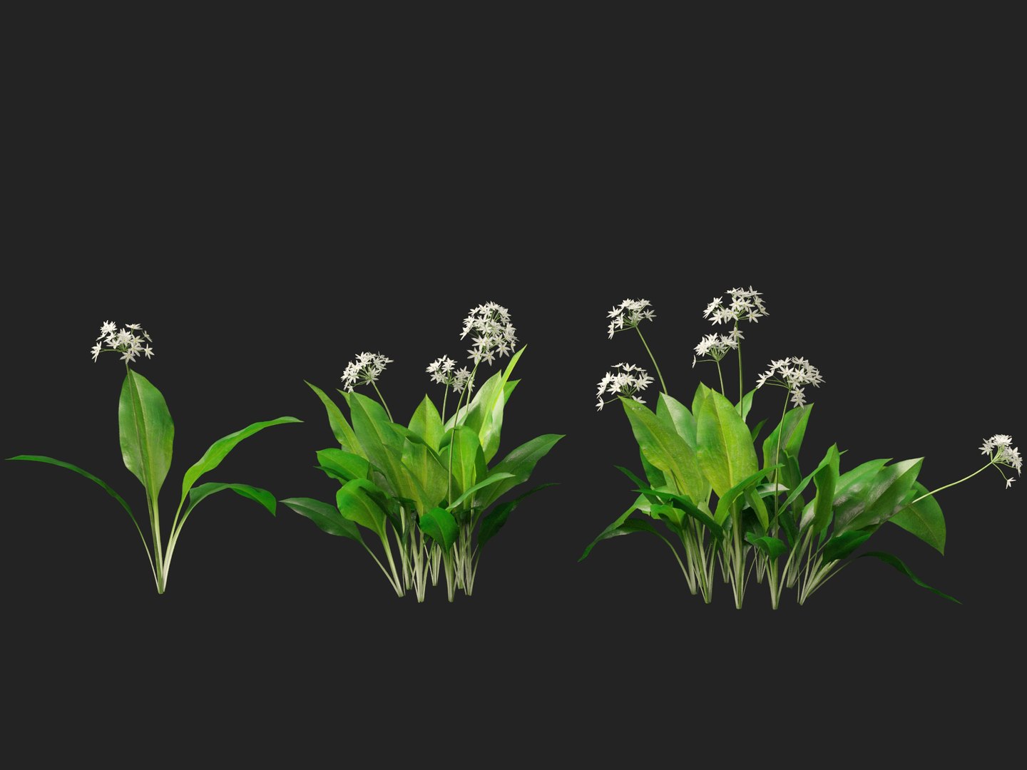 3D HighpolyLow Poly Allium ursinum - Wild garlic https://p.turbosquid.com/ts-thumb/nN/3wVcLG/W3/alliumursinum014/jpg/1746527502/1920x1080/fit_q87/0d2fee39f3add946be2bbf9f9e2908c1fbc57680/alliumursinum014.jpg