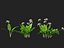 HighpolyLow Poly Allium ursinum - Aglio selvatico