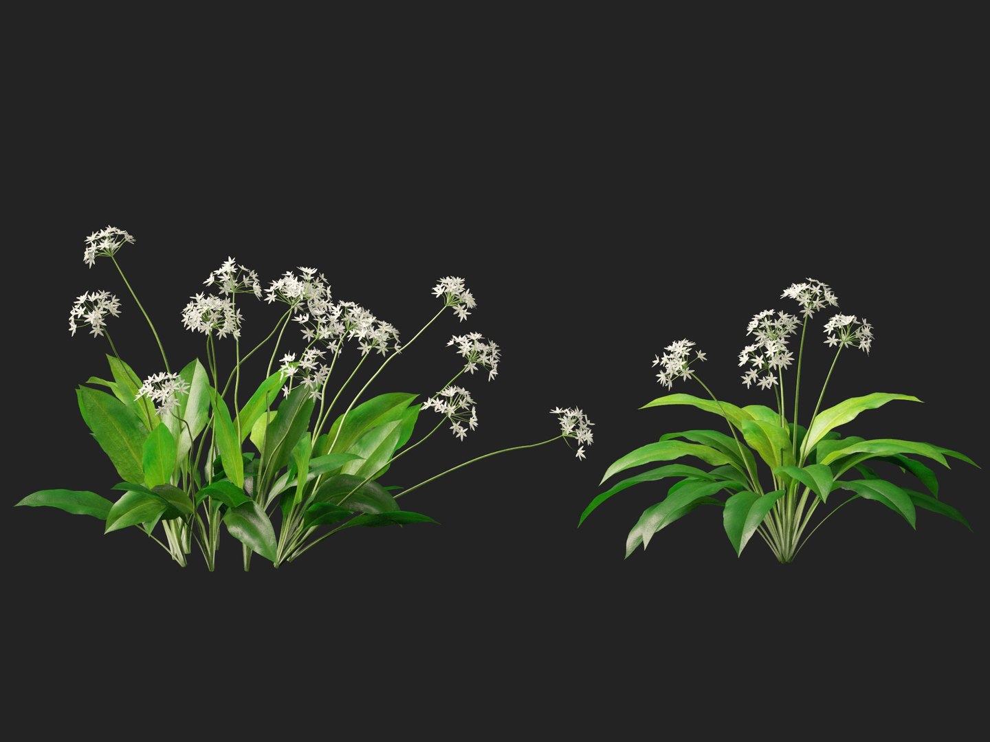 3D HighpolyLow Poly Allium ursinum - Wild garlic https://p.turbosquid.com/ts-thumb/nN/3wVcLG/ZE/alliumursinum016/jpg/1746527504/1920x1080/fit_q87/7fb0b9ef87c00e893c7ac6ef031d5eae7a27308a/alliumursinum016.jpg