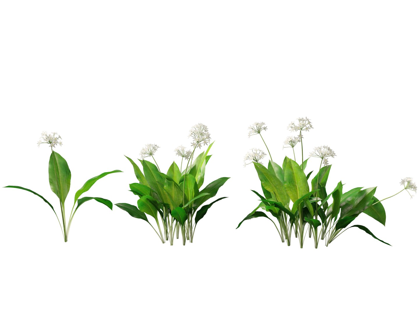 3D HighpolyLow Poly Allium ursinum - Wild garlic https://p.turbosquid.com/ts-thumb/nN/3wVcLG/cZ/alliumursinum013/jpg/1746527502/1920x1080/fit_q87/f82d46b9a4f17b095dcfa8505b3345c35daadd65/alliumursinum013.jpg