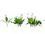 HighpolyLow Poly Allium ursinum - Aglio selvatico