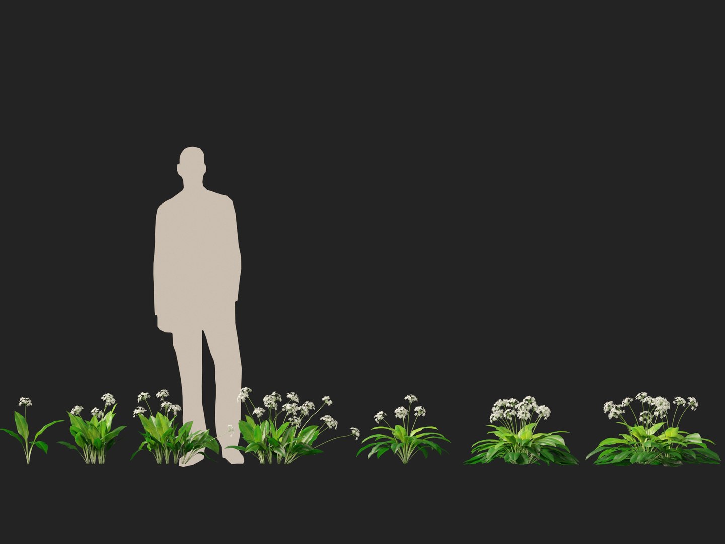3D HighpolyLow Poly Allium ursinum - Wild garlic https://p.turbosquid.com/ts-thumb/nN/3wVcLG/fO/alliumursinum012/jpg/1746527500/1920x1080/fit_q87/d623197f0602a7bb40f9a7678187169c307e93ba/alliumursinum012.jpg