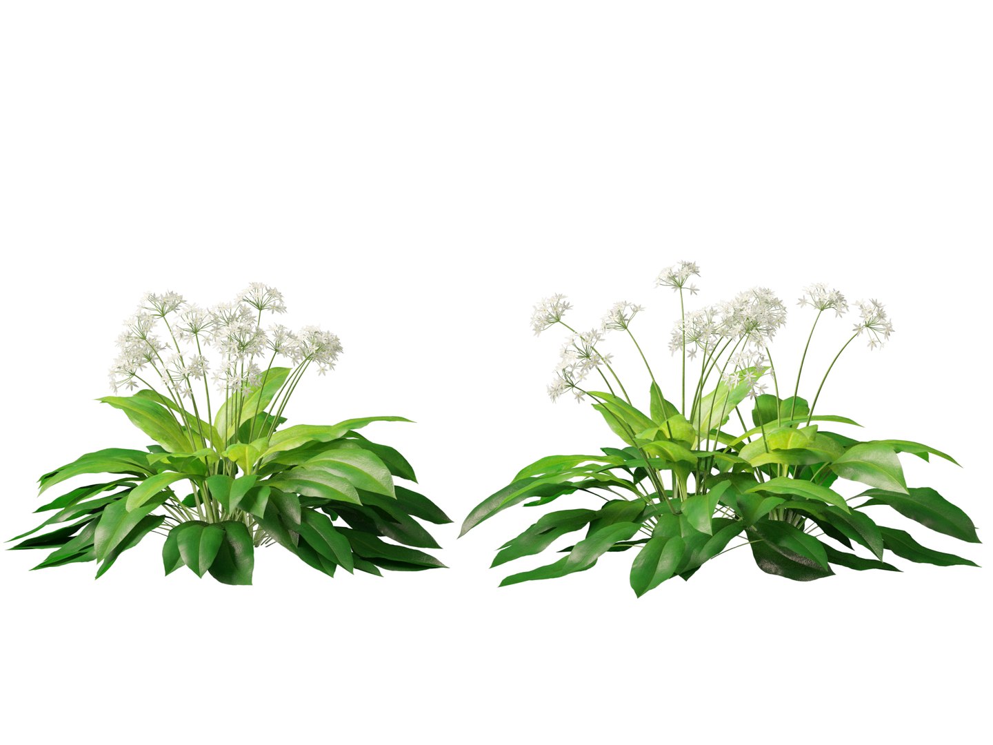 3D HighpolyLow Poly Allium ursinum - Wild garlic https://p.turbosquid.com/ts-thumb/nN/3wVcLG/g4/alliumursinum017/jpg/1746527505/1920x1080/fit_q87/8c937196061754c852d74e13e5a6b50851cd0f1c/alliumursinum017.jpg