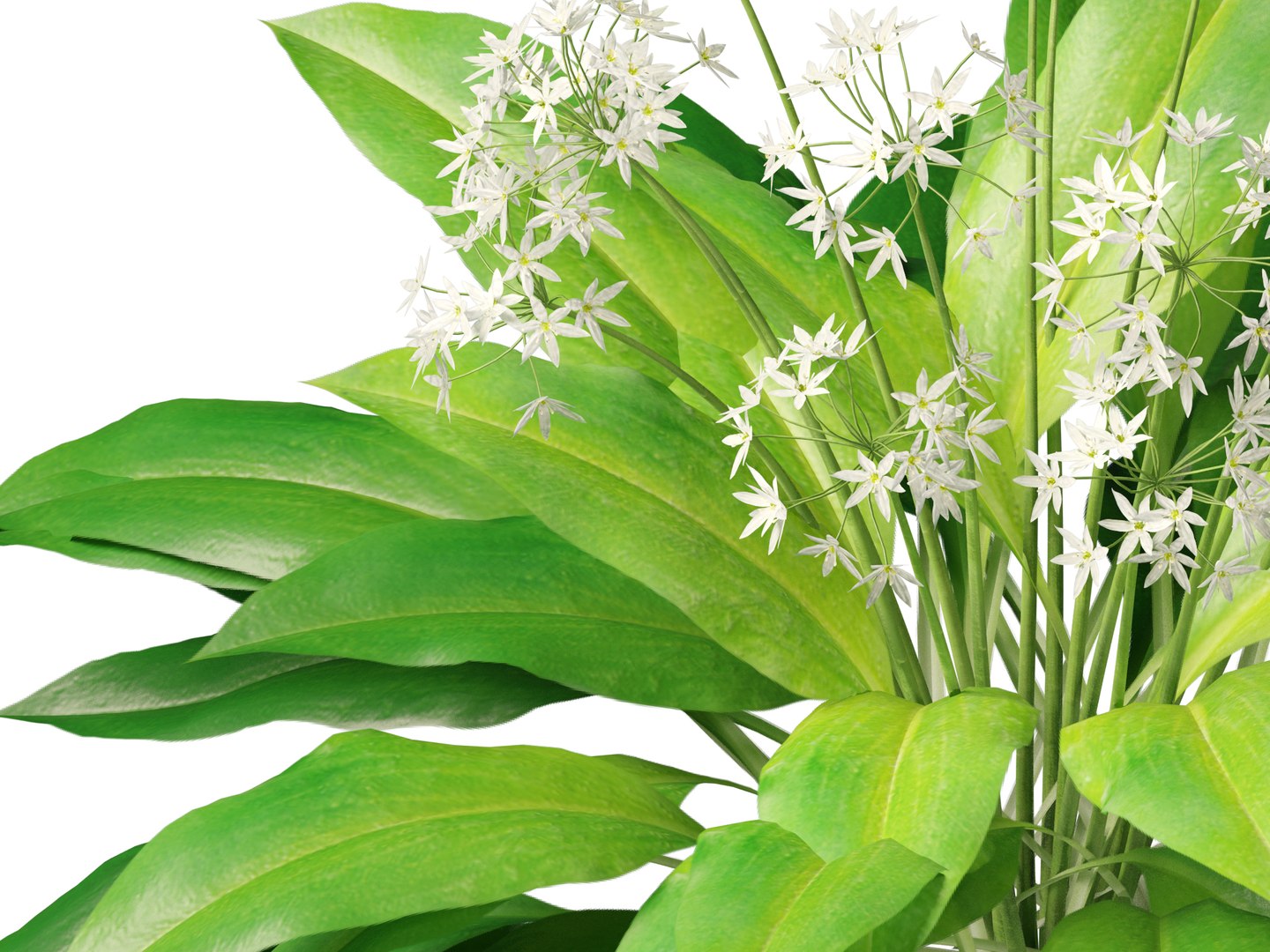 3D HighpolyLow Poly Allium ursinum - Wild garlic https://p.turbosquid.com/ts-thumb/nN/3wVcLG/ug/alliumursinum0111/jpg/1746527509/1920x1080/fit_q87/a342cac508fe87236650891966938c8f353dca19/alliumursinum0111.jpg