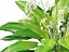 HighpolyLow Poly Allium ursinum - Aglio selvatico