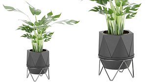 Collection plant vol 3 3D model