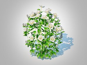 3D model Helleborus orientalis - Lenten roseWhite