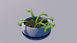 Carnivore plant