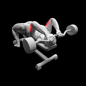 Triceps Barbell French Press 3D model