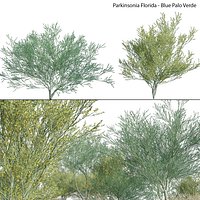 Parkinsonia Florida - Blue Palo Verde - 03