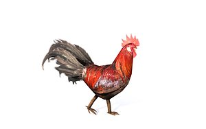 3D rooster chicken animations