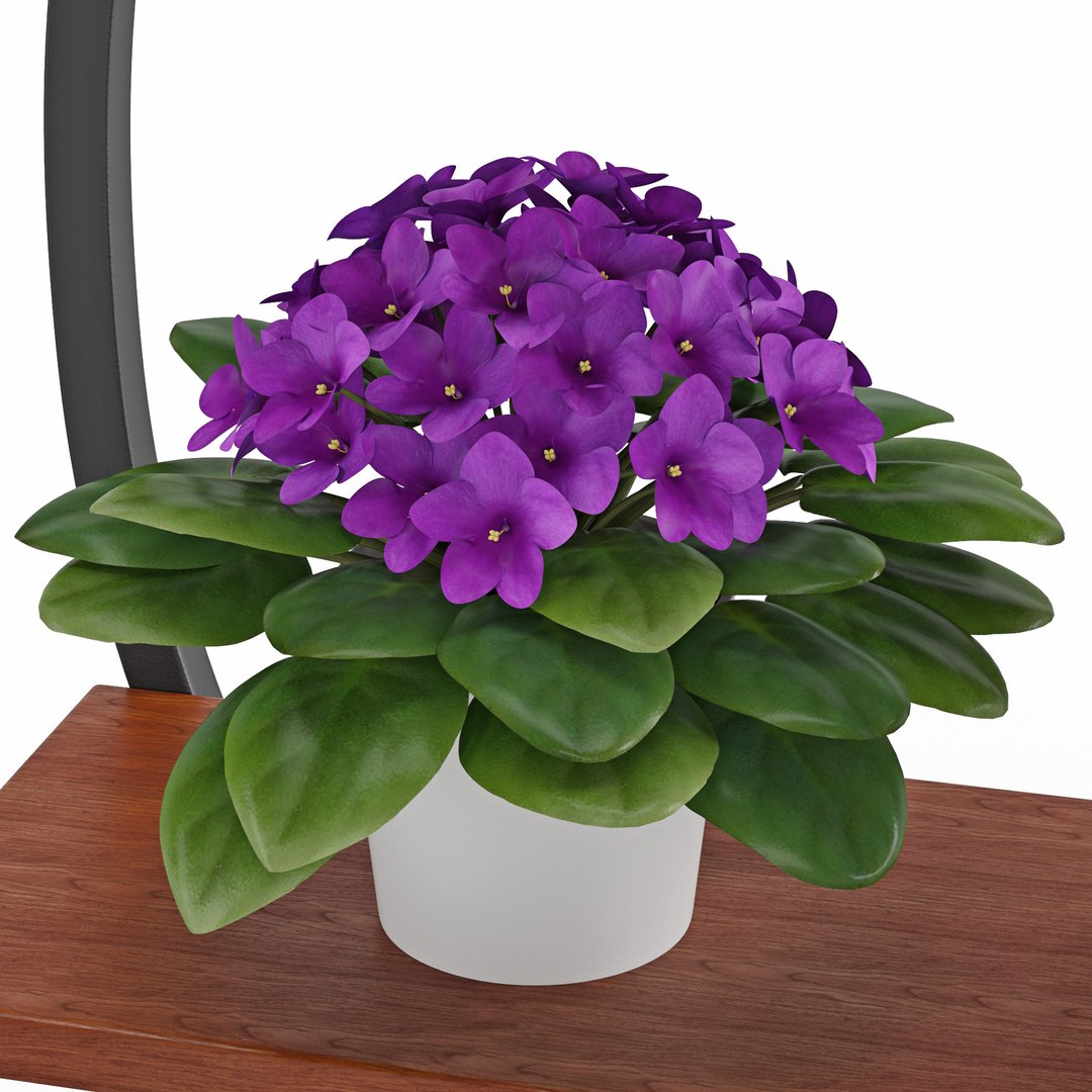 3D Houseplant 57 https://p.turbosquid.com/ts-thumb/nN/wKmWYt/a3/7/jpg/1619505139/1920x1080/fit_q87/189637b61a738479fdad7d6e54e8c5acb816954f/7.jpg