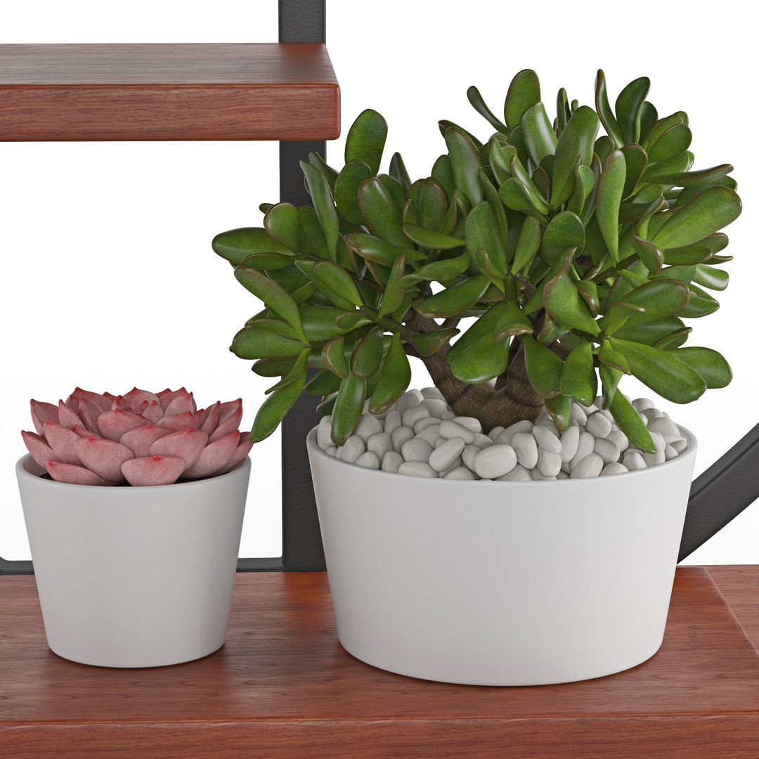 3D Houseplant 57 https://p.turbosquid.com/ts-thumb/nN/wKmWYt/yN/2/jpg/1619505052/1920x1080/fit_q87/11270d072a81c28db03c9b7a016475057f9dc12e/2.jpg