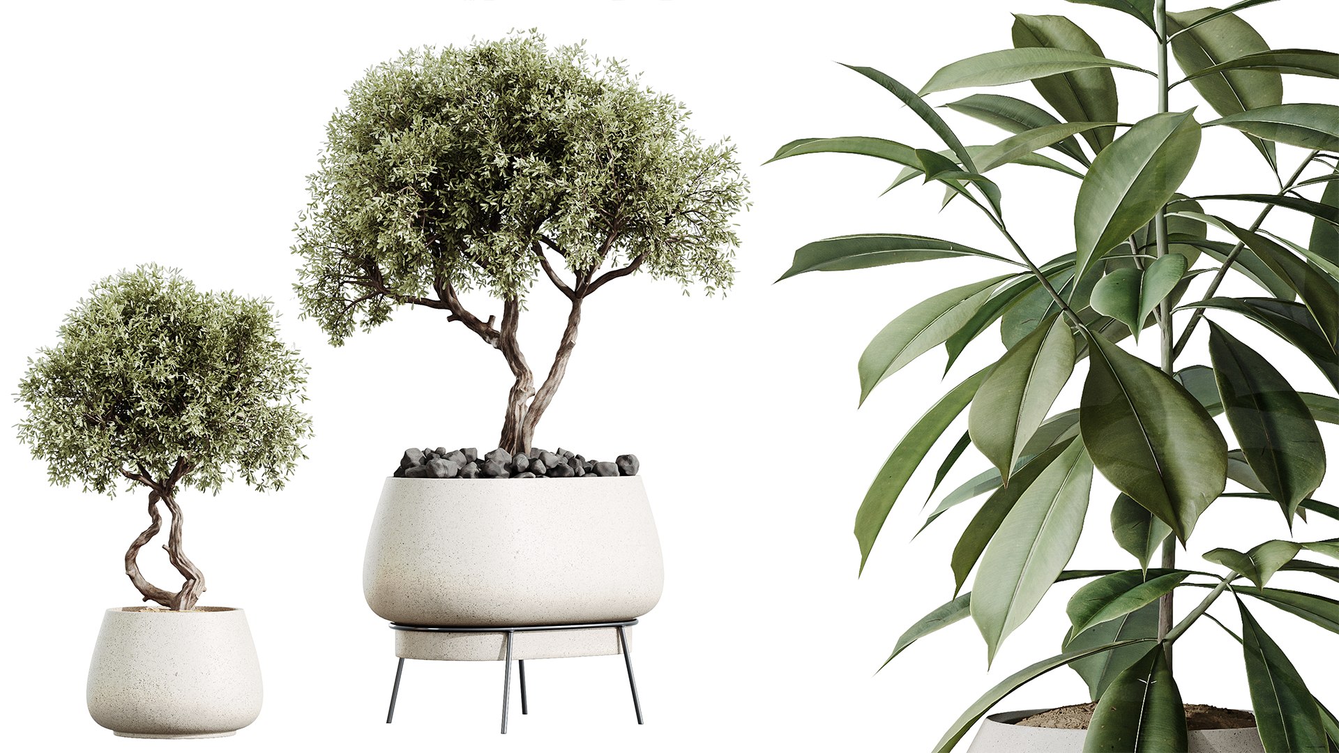 AV Indoor plants set 173 Mission Leccino Arbequina and Ficus Robusta Abidjan and Ficus African Fig 3D model https://p.turbosquid.com/ts-thumb/nO/0xMPIe/Bb/03/png/1737184453/1920x1080/fit_q87/746c259d3193ae1fe23f86797a08cd9e1ae4fb20/03.jpg