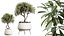 AV Ensemble de plantes d'intérieur 173 Mission Leccino Arbequina et Ficus Robusta Abidjan et Ficus African Fig
