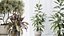 AV Ensemble de plantes d'intérieur 173 Mission Leccino Arbequina et Ficus Robusta Abidjan et Ficus African Fig
