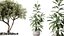 AV Ensemble de plantes d'intérieur 173 Mission Leccino Arbequina et Ficus Robusta Abidjan et Ficus African Fig