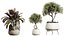 AV Ensemble de plantes d'intérieur 173 Mission Leccino Arbequina et Ficus Robusta Abidjan et Ficus African Fig