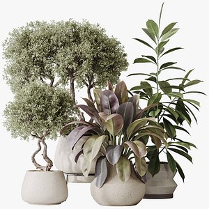 AV Indoor plants set 173 Mission Leccino Arbequina and Ficus Robusta Abidjan and Ficus African Fig